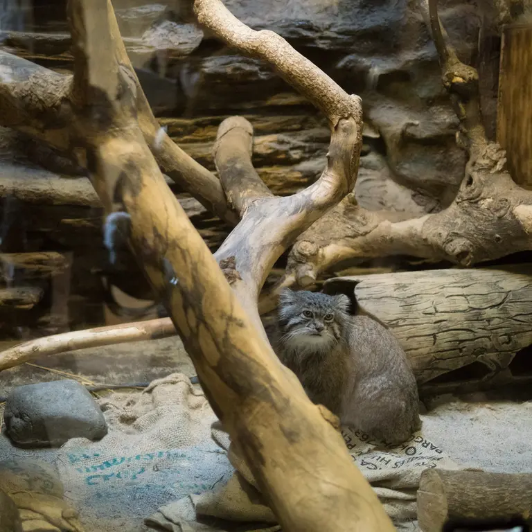 A photograph of Klyon in Ueno Zoological Gardens