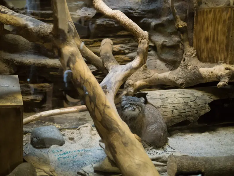 A photograph of Klyon in Ueno Zoological Gardens