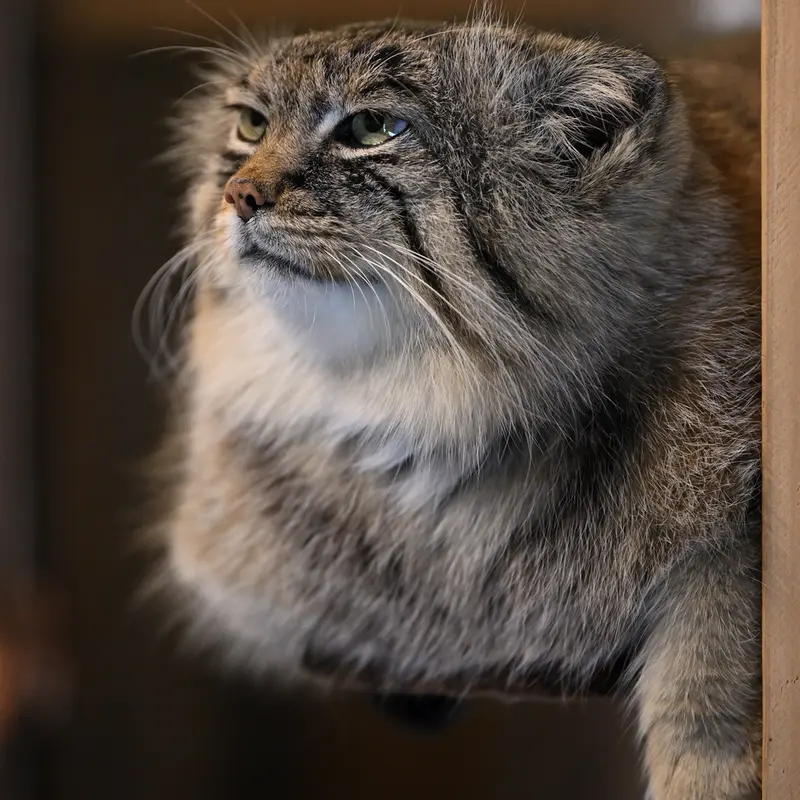 A photograph of Lotos in Saitama Children's Zoo