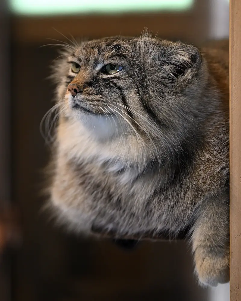 A photograph of Lotos in Saitama Children's Zoo