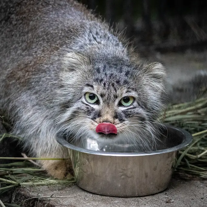 A photograph of Gabi in Novosibirsk Zoo