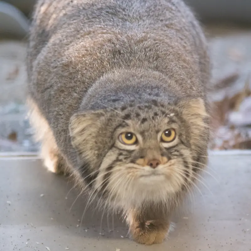 A photograph of Figa in Nogeyama Zoo