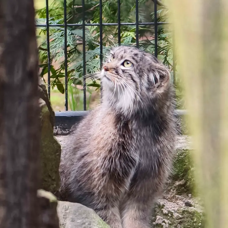 A photograph of Tsas in Kraków Zoo