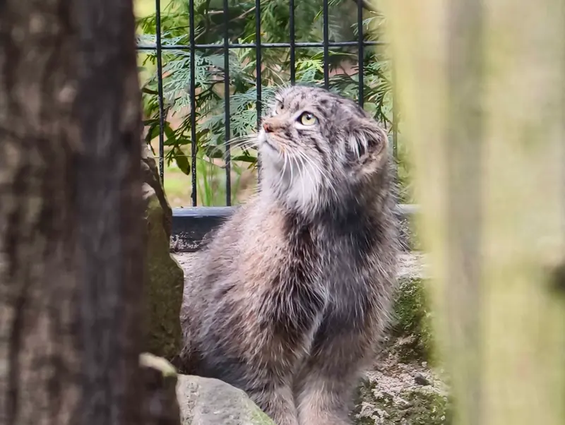 A photograph of Tsas in Kraków Zoo