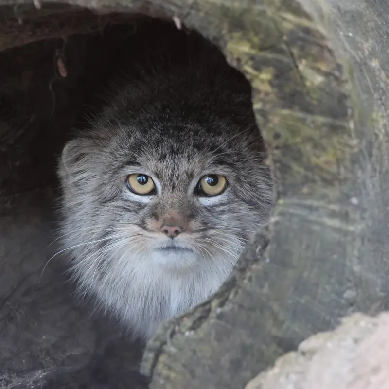 A photograph of Aysen in Košice Zoo