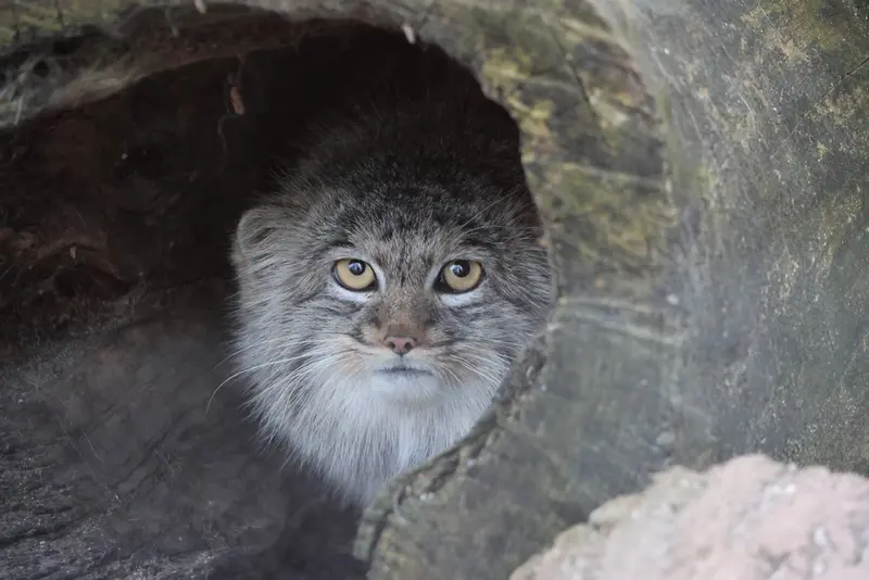 A photograph of Aysen in Košice Zoo
