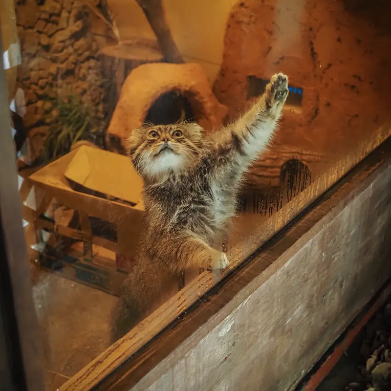 A photograph of Lotos in Saitama Children's Zoo
