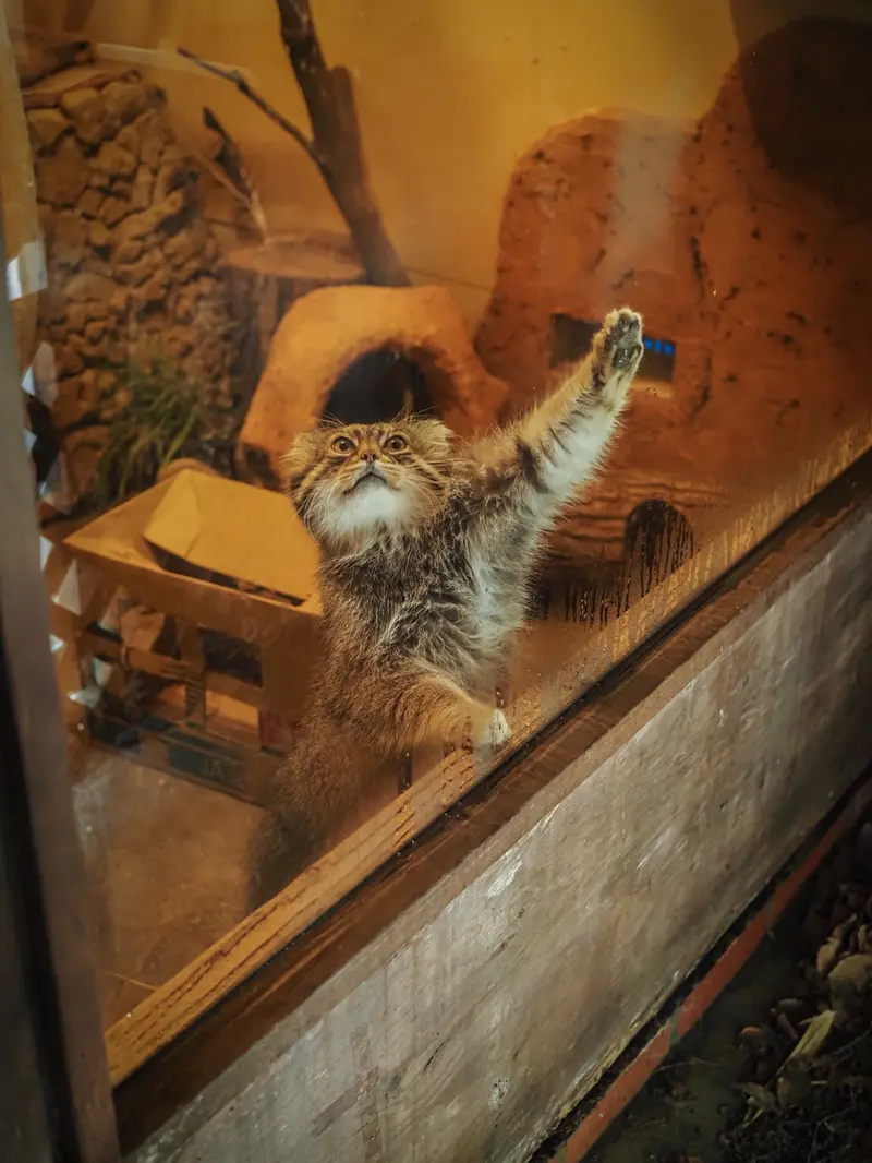 A photograph of Lotos in Saitama Children's Zoo