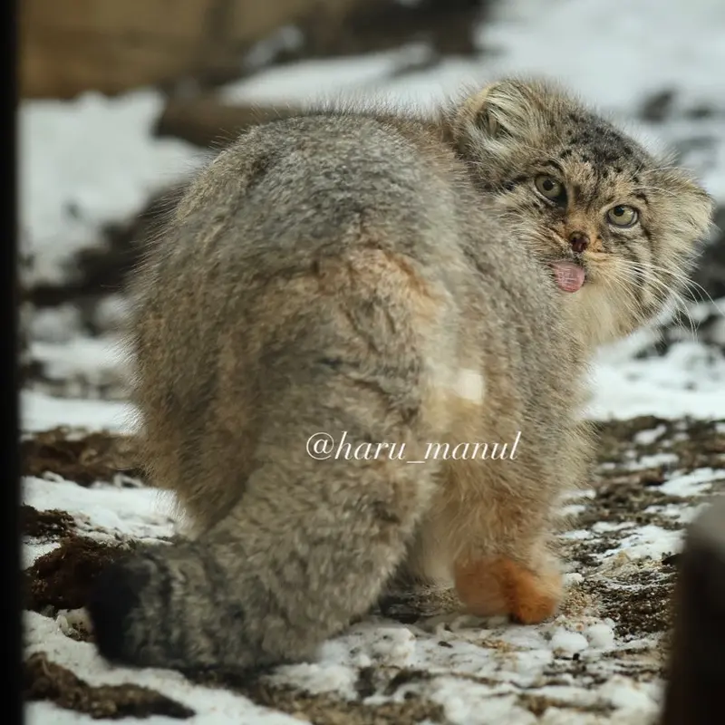 A photograph of Polly in Nasu Animal Kingdom