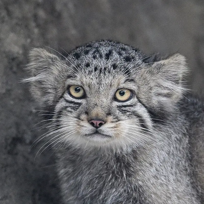 San the Pallas's cat from Kobe Animal Kingdom