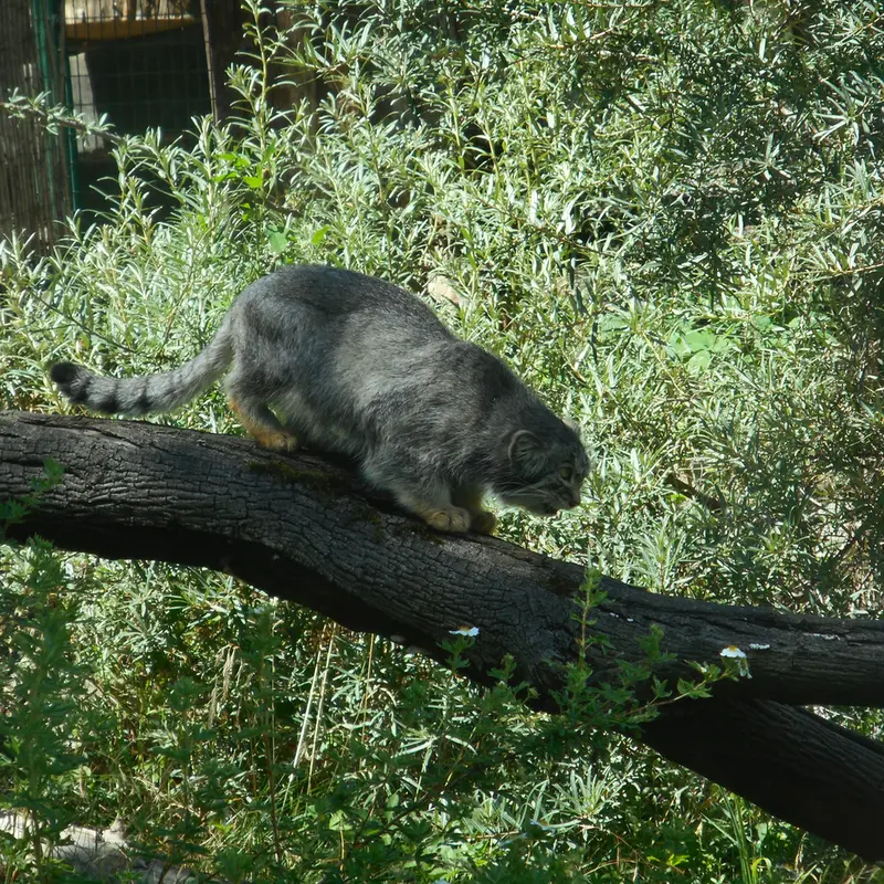 A photograph of a Pallas's cat