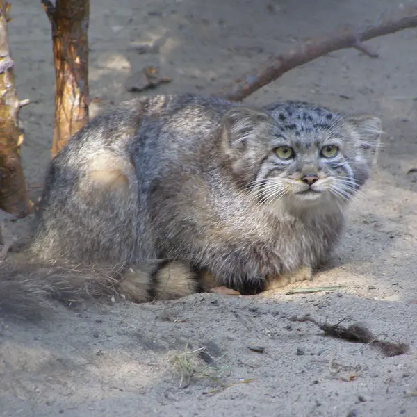 A photograph of a Pallas's cat in Novosibirsk Zoo