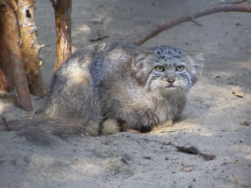A photograph of a Pallas's cat in Novosibirsk Zoo
