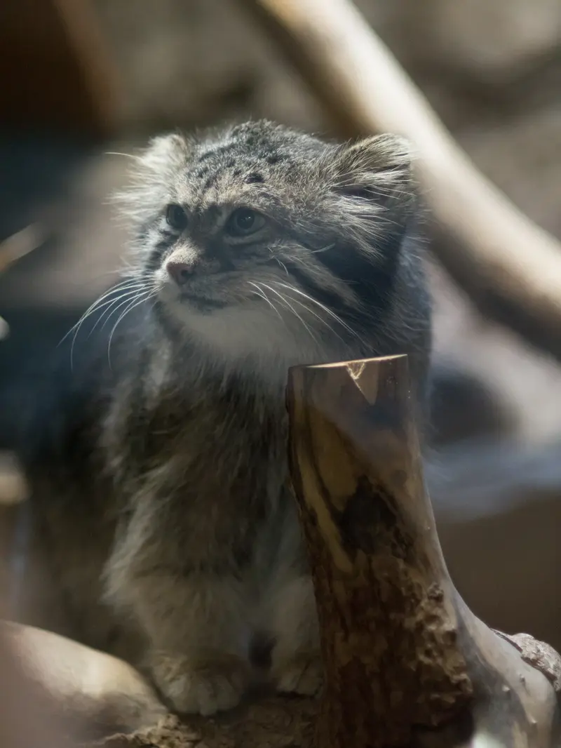 A photograph of Klyon in Ueno Zoological Gardens