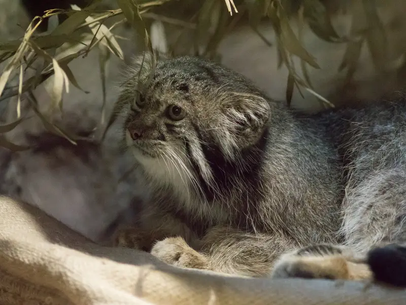 A photograph of Klyon in Ueno Zoological Gardens