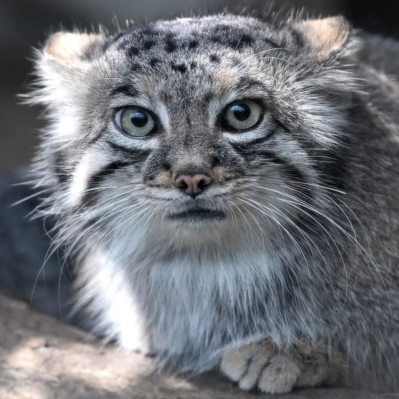 A photograph of Az in Kobe Animal Kingdom