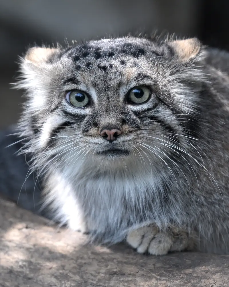 A photograph of Az in Kobe Animal Kingdom