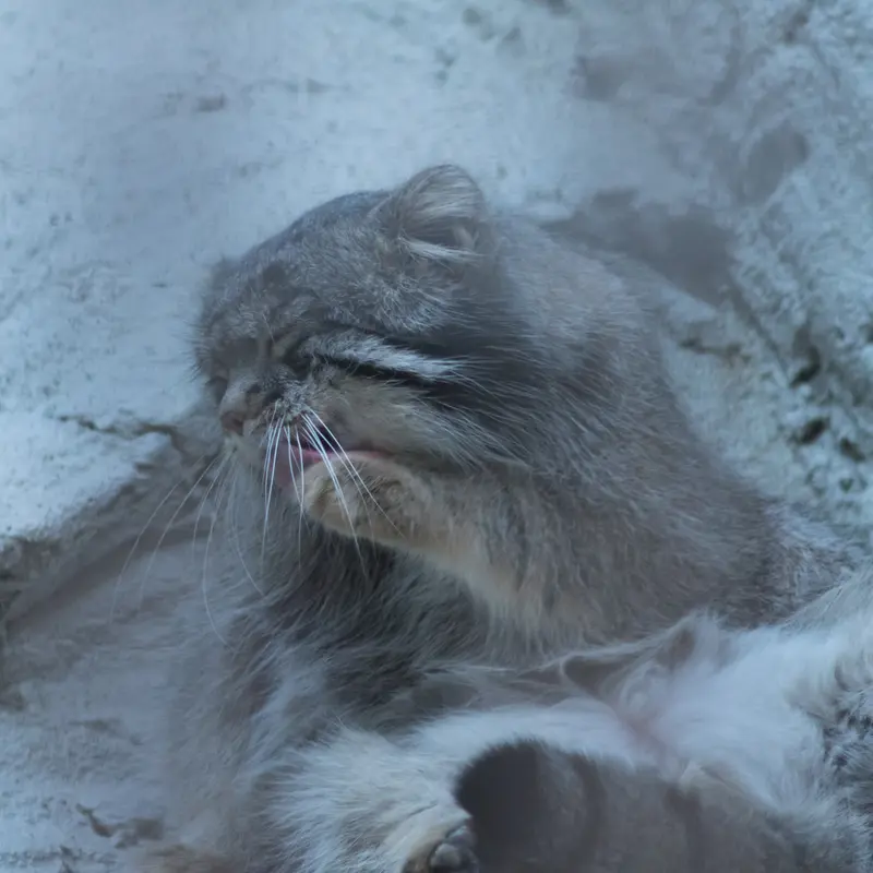 A photograph of Figa in Nogeyama Zoo
