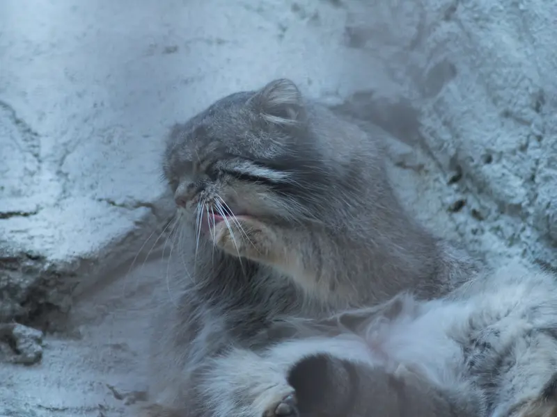 A photograph of Figa in Nogeyama Zoo