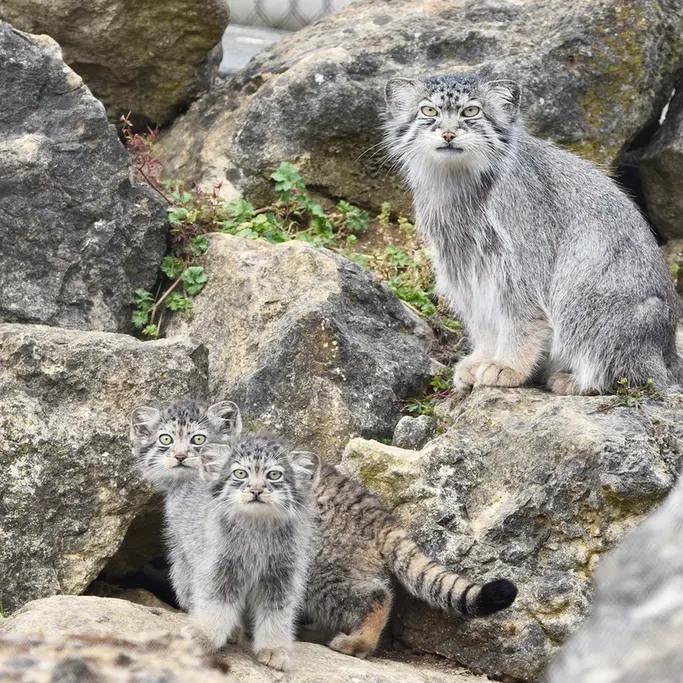 A photograph of Namuu in Port Lympne Wild Animal Park