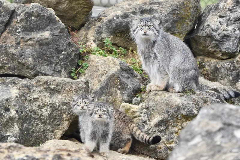 A photograph of Namuu in Port Lympne Wild Animal Park