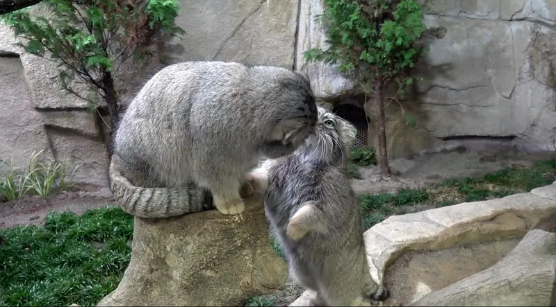 A photograph of a Pallas's cat