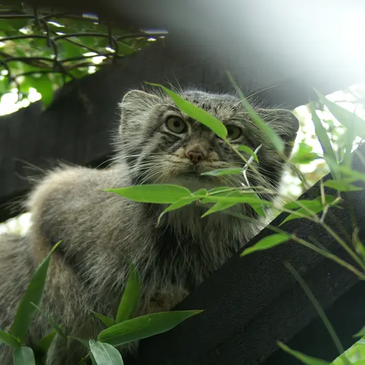 A photograph of a Pallas's cat in Colchester Zoo