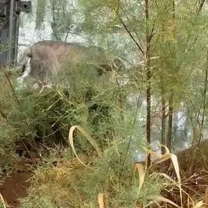 A photograph of a Pallas's cat in Prague Zoo