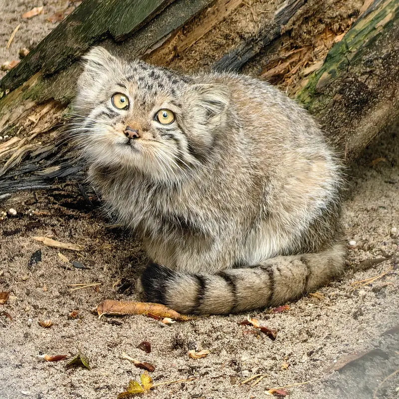 A photograph of Kitten of Snezhinka b.2025 Ⅰ in Novosibirsk Zoo