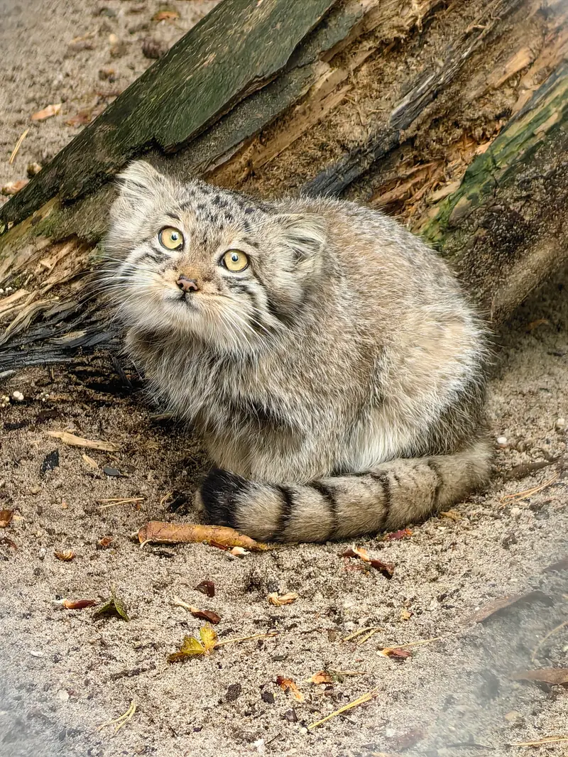 A photograph of Kitten of Snezhinka b.2025 Ⅰ in Novosibirsk Zoo