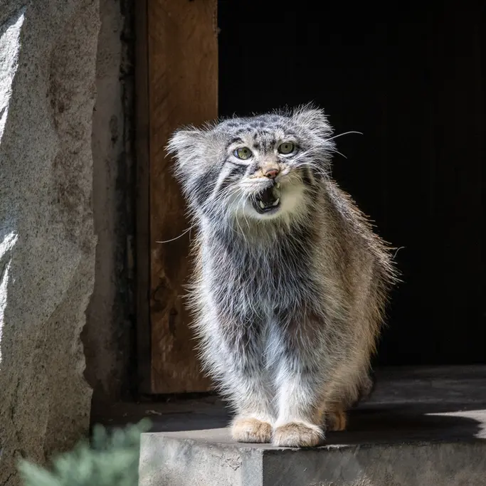A photograph of a Pallas's cat