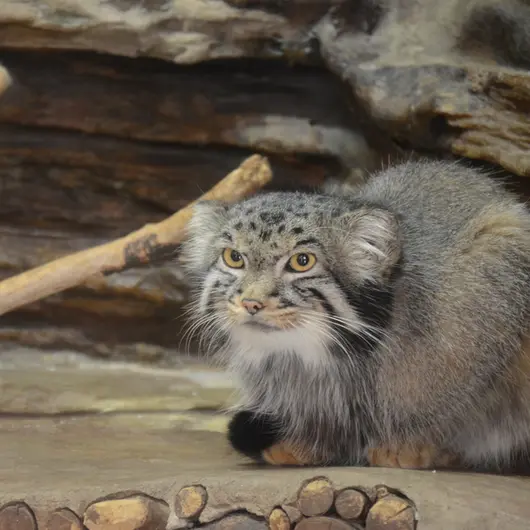 A photograph of Naim in Ueno Zoological Gardens