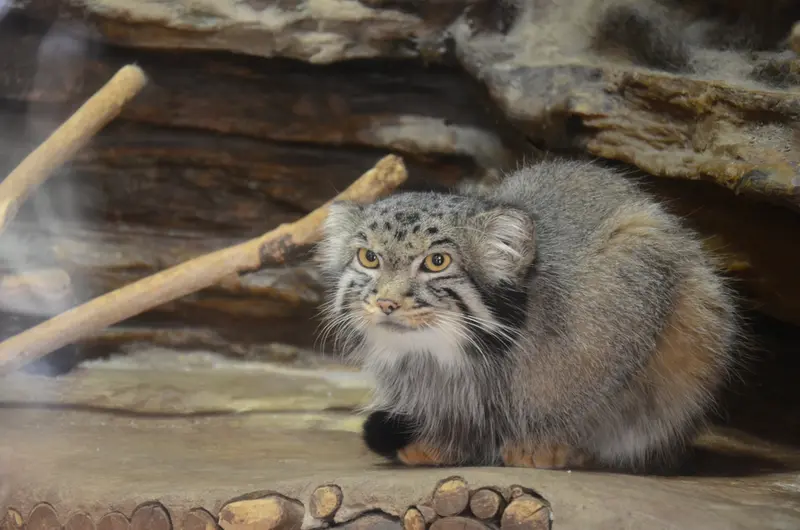A photograph of Naim in Ueno Zoological Gardens