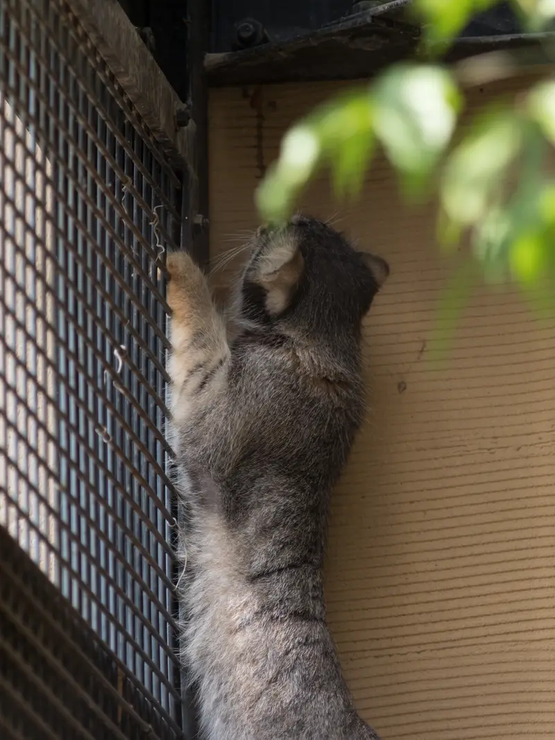 A photograph of Hide in Asahiyama Zoo