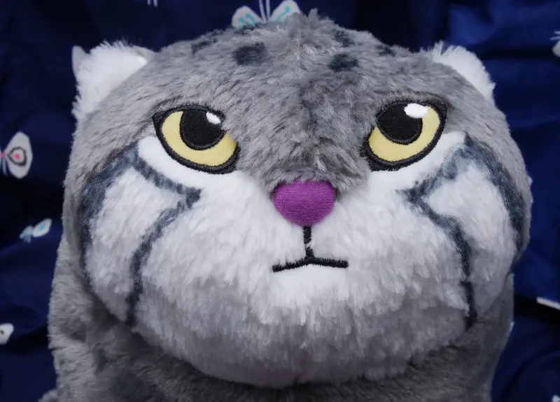 A photograph of a Pallas's cat