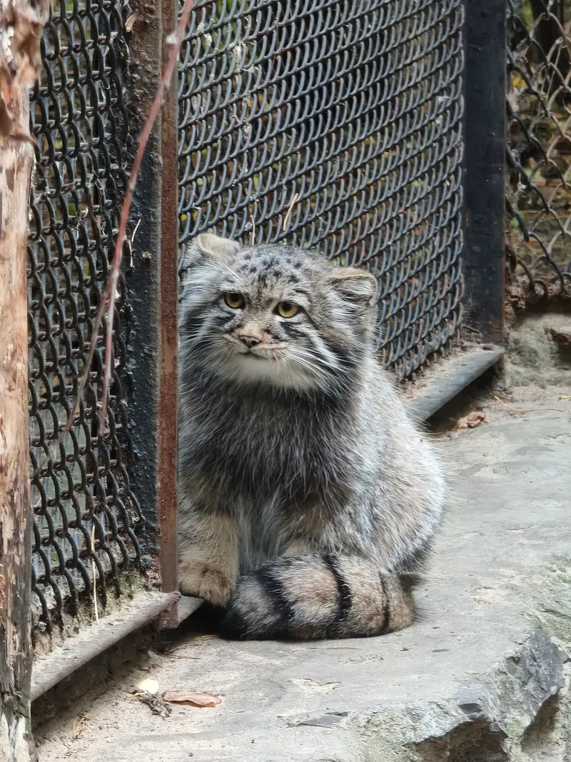 A photograph of a Pallas's cat in Novosibirsk Zoo