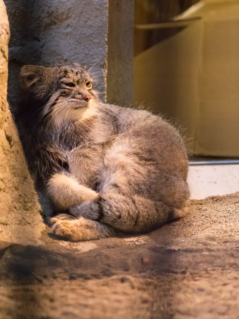A photograph of Figa in Nogeyama Zoo