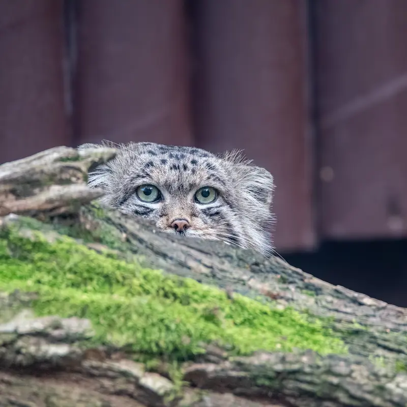 A photograph of Pluton in Ostrava Zoo