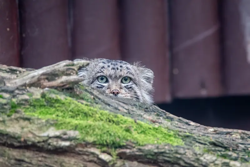 A photograph of Pluton in Ostrava Zoo