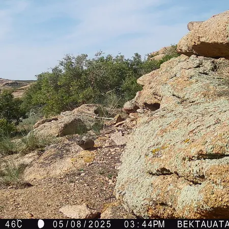 A photograph of Kazakh pika from Bektauata 2 camera trap