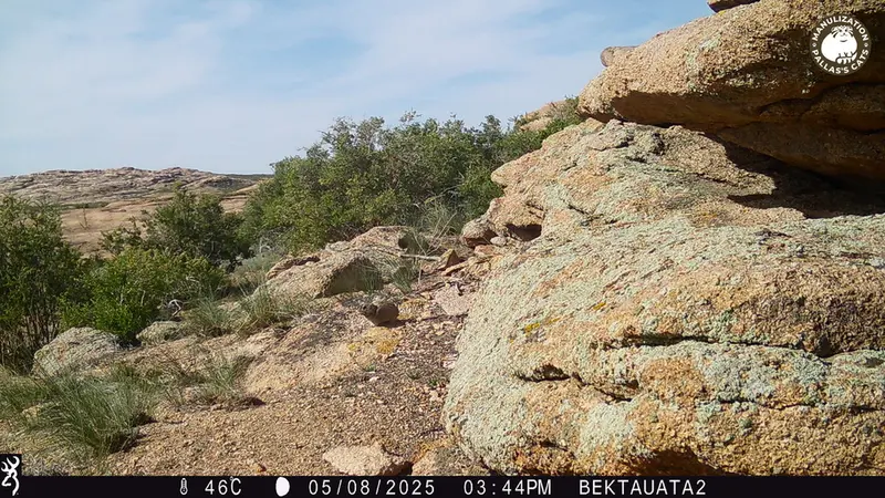 A photograph of Kazakh pika from Bektauata 2 camera trap