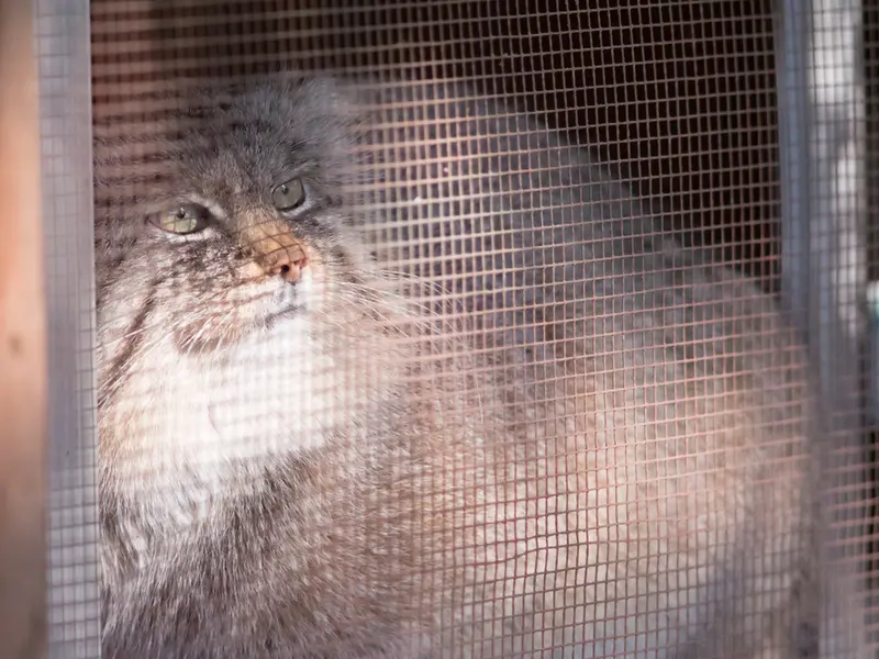 A photograph of Lotos in Saitama Children's Zoo