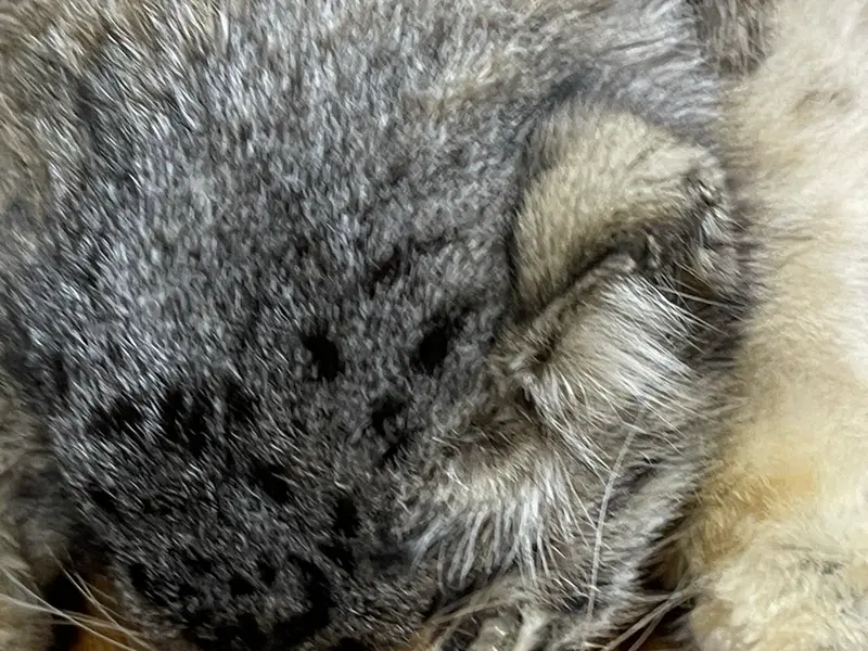 A photograph of a Pallas's cat