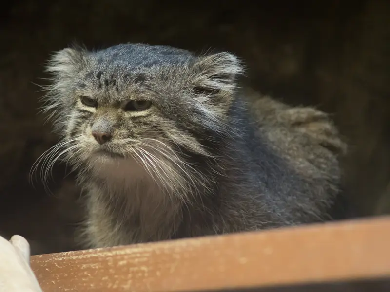 A photograph of Klyon in Ueno Zoological Gardens
