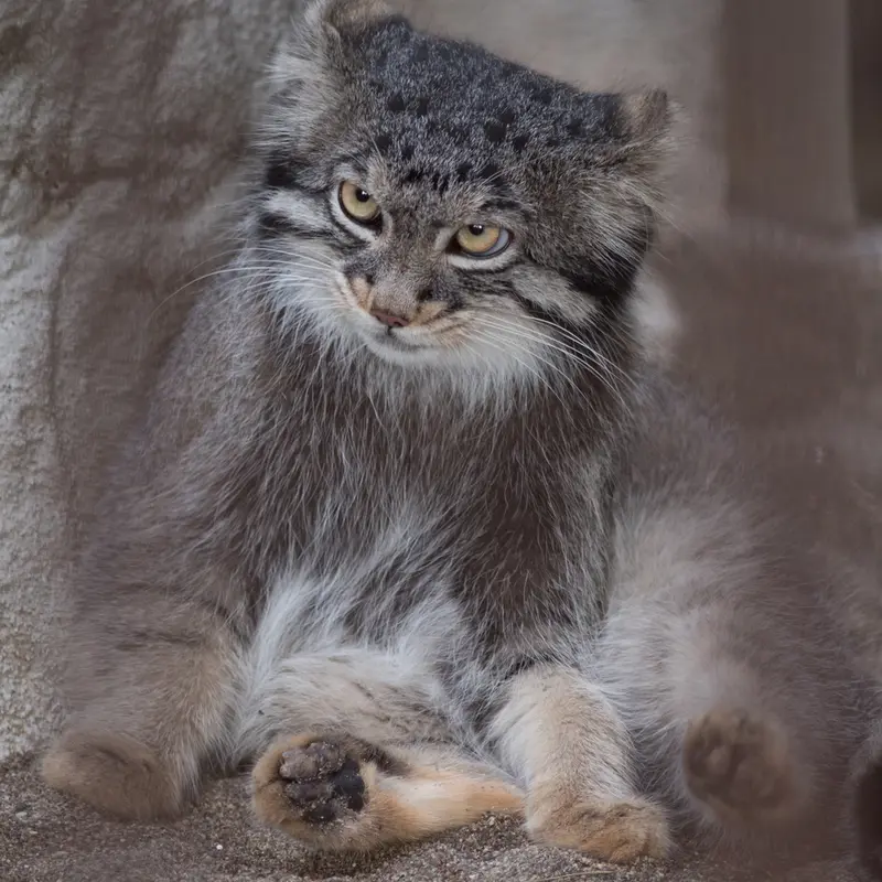 A photograph of Figa in Nogeyama Zoo