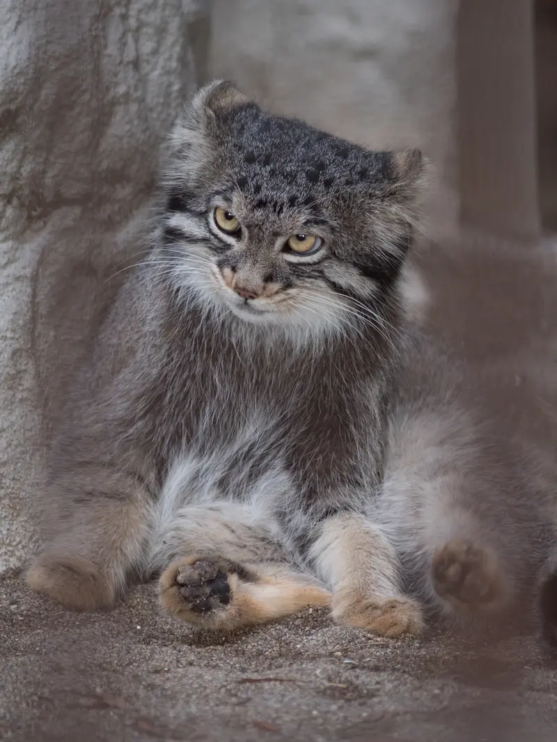 A photograph of Figa in Nogeyama Zoo
