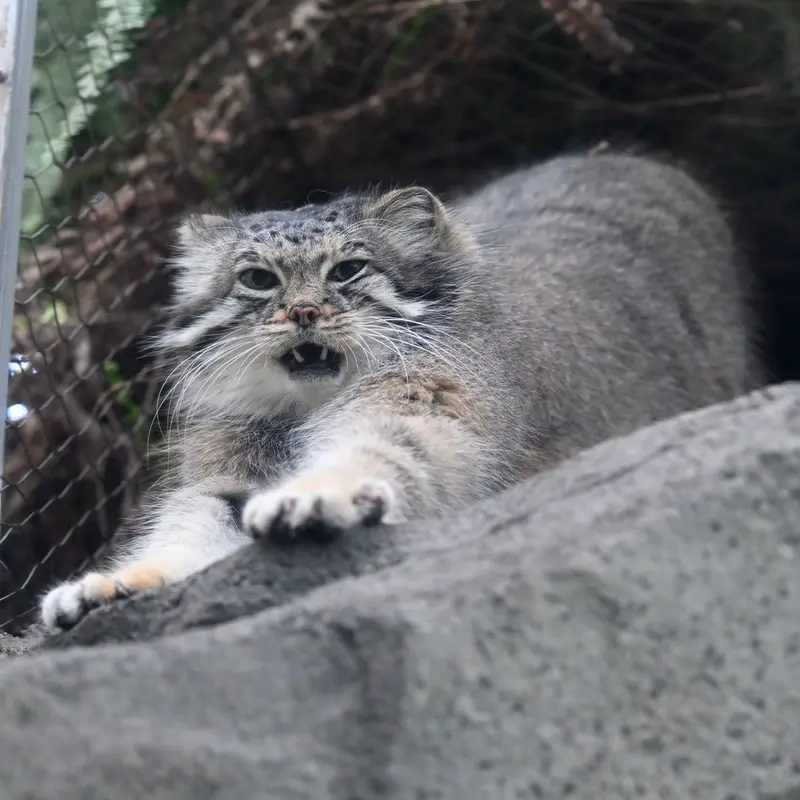 A photograph of Az in Kobe Animal Kingdom