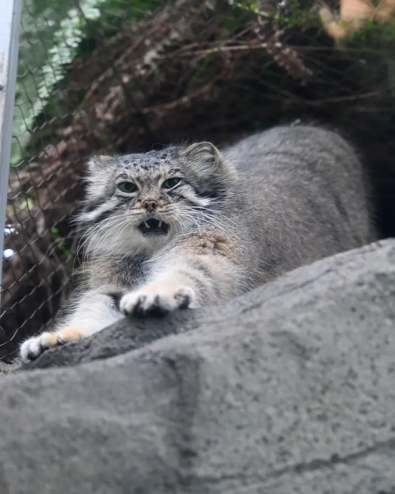 A photograph of Az in Kobe Animal Kingdom