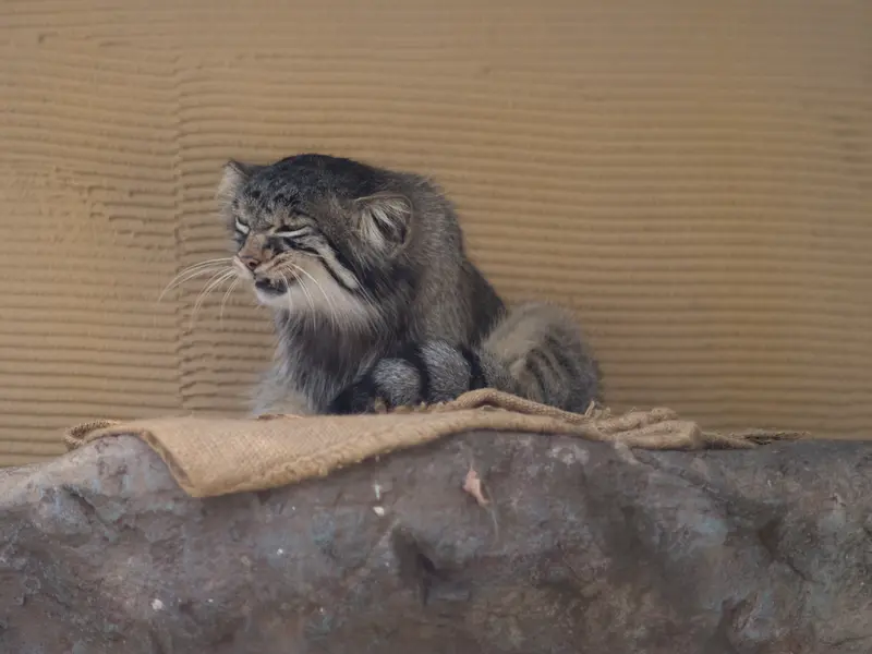 A photograph of Hide in Asahiyama Zoo