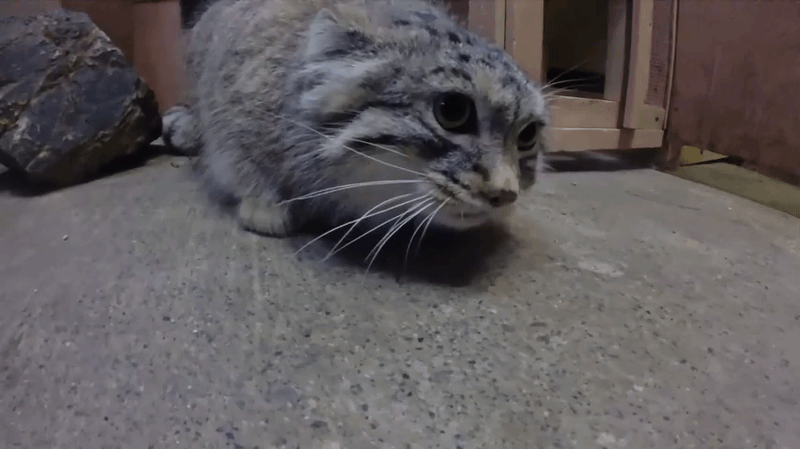 A photograph of a Pallas's cat